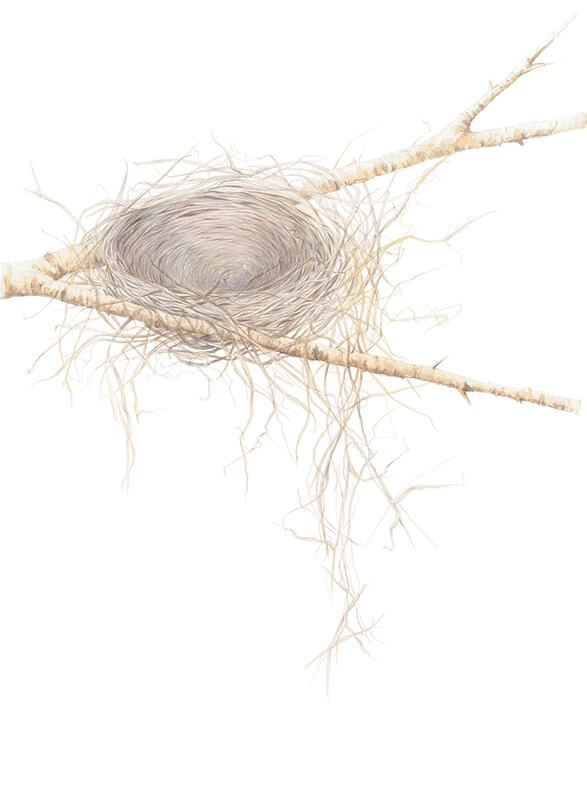 Acadian Flycatcher Nest
