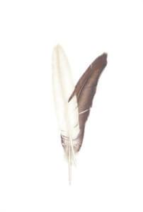 American Bald Eagle Feathers