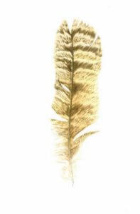 Barred Owl Feather
