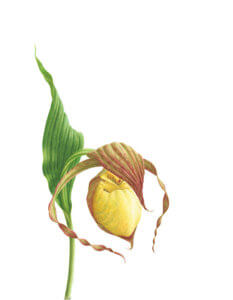 Lady's Slipper Orchid (Cypripedium Kentuckiense)