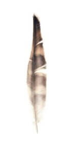 Osprey Feather