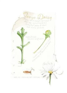 Oxeye Daisy Journal Page