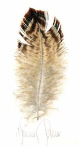 Pheasant Breast Feather