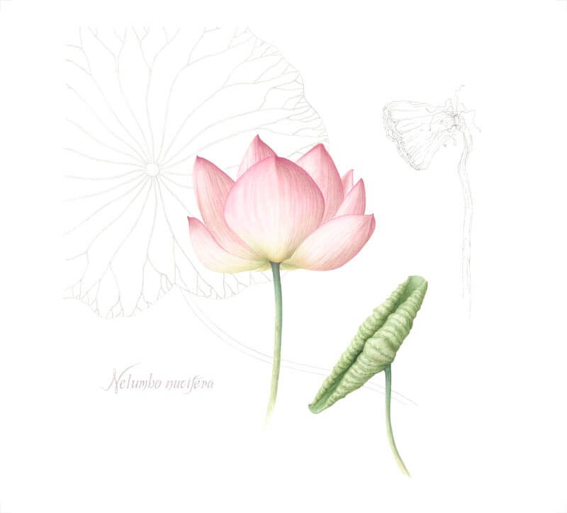 Pink Lotus (Nelumbo nucifera)