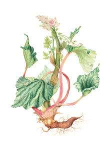 Rhubarb (Rheum rhabarum)