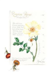 Rugosa Rose Journal Page