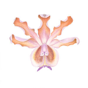Myrmecophila Grandiflora